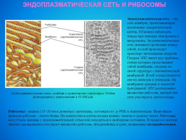 ЭНДОПЛАЗМАТИЧЕСКАЯ СЕТЬ И РИБОСОМЫ Эндоплазматическая сеть: гладкая и гранулярная структуры.