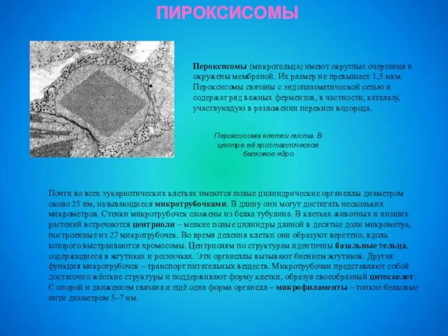 ПИРОКСИСОМЫ Пероксисома клетки листа. В центре её кристаллическое белковое ядро