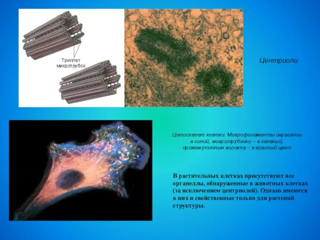 Центриоли Цитоскелет клетки. Микрофиламенты окрашены в синий, микротрубочки – в