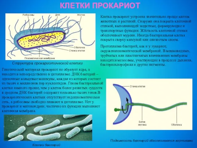 КЛЕТКИ ПРОКАРИОТ Структура прокариотической клетки Клетка прокариот устроена значительно проще