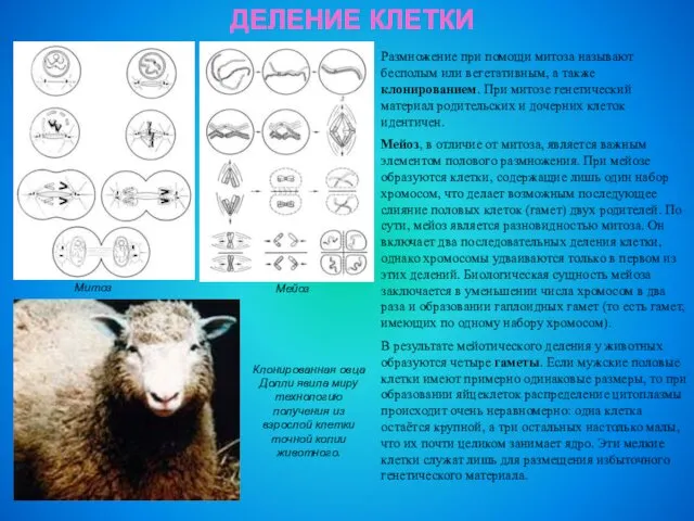 ДЕЛЕНИЕ КЛЕТКИ Митоз Мейоз Клонированная овца Долли явила миру технологию получения из взрослой