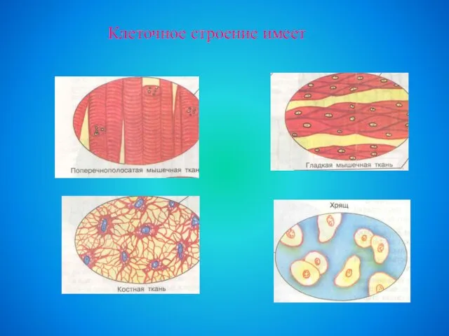 Клеточное строение имеет