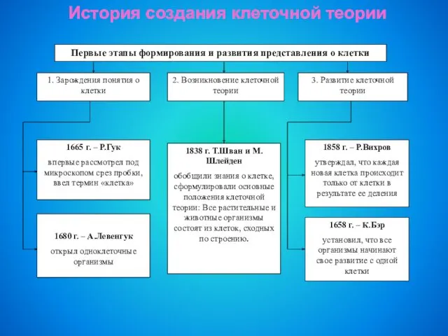 История создания клеточной теории 1665 г. – Р.Гук впервые рассмотрел