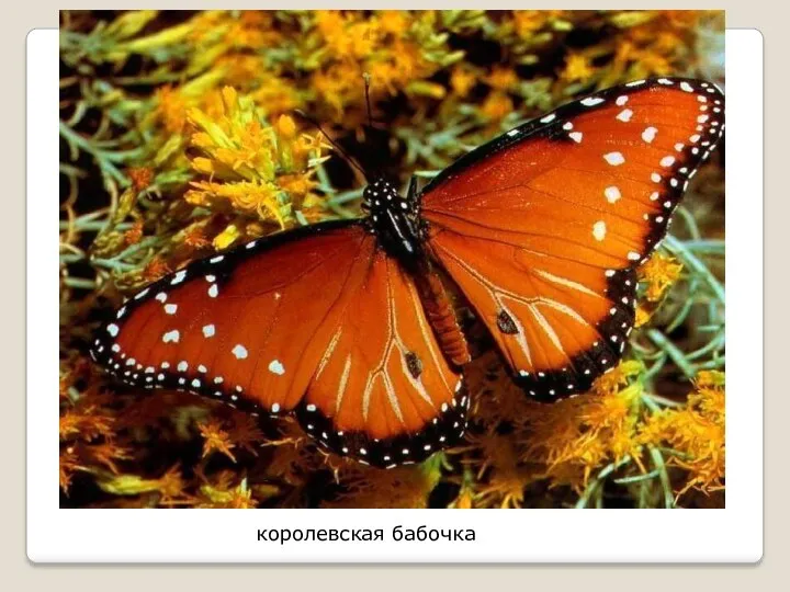 королевская бабочка