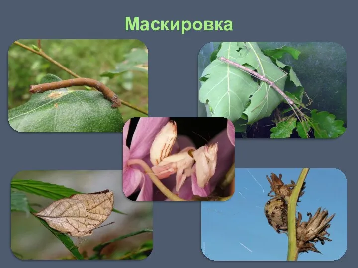 Маскировка