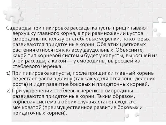 Садоводы при пикировке рассады капусты прищипывают верхушку главного корня, а