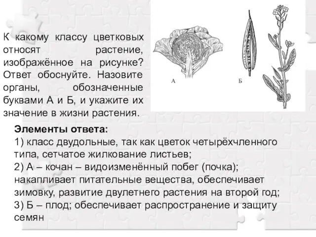 К какому классу цветковых относят растение, изображённое на рисунке? Ответ