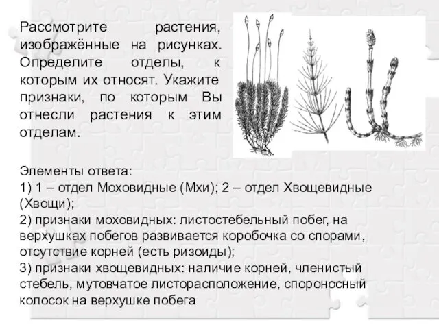 Рассмотрите растения, изображённые на рисунках. Определите отделы, к которым их