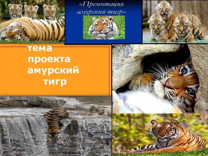 Презентация Амурский тигр