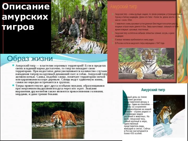 Описание амурских тигров