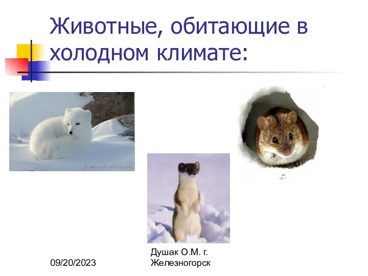 09/20/2023 Душак О.М. г.Железногорск Животные, обитающие в холодном климате: