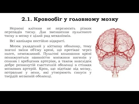 2.1. Кровообіг у головному мозку Нервові клітини не переносять різких