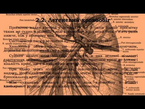 2.2. Легеневий кровообіг Просвіток малих артерій у легенях у 4