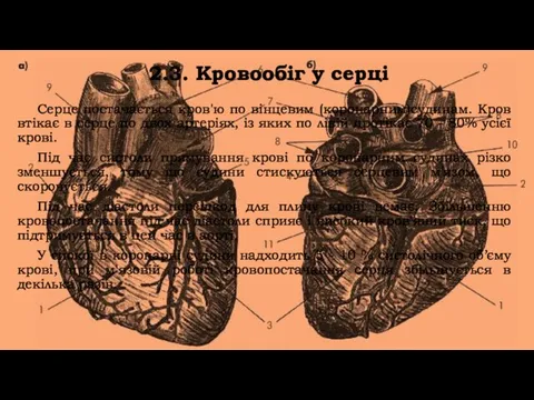 2.3. Кровообіг у серці Серце постачається кров'ю по вінцевим (коронарним)судинам.