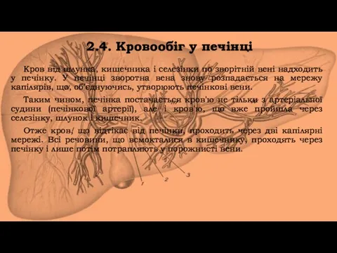 2.4. Кровообіг у печінці Кров від шлунка, кишечника і селезінки