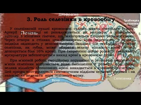 3. Роль селезінки в кровообігу У селезінковій пульпі кровоносні судини