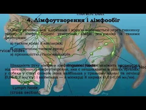 4. Лімфоутворення і лімфообіг Обмін речовин між клітинами і кров'ю