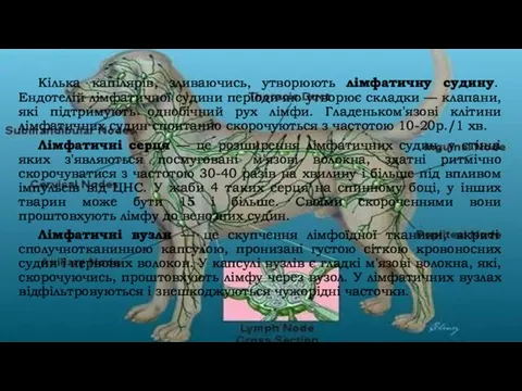 Кілька капілярів, зливаючись, утворюють лімфатичну судину. Ендотелій лімфатичної судини періодично