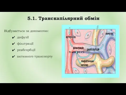 5.1. Транскапілярний обмін Відбувається за допомогою: дифузії фільтрації реабсорбції активного транспорту