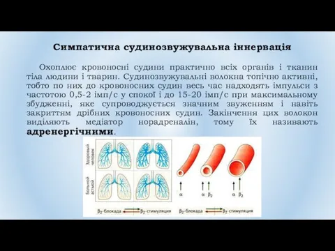 Симпатична судинозвужувальна іннервація Охоплює кровоносні судини практично всіх органів і