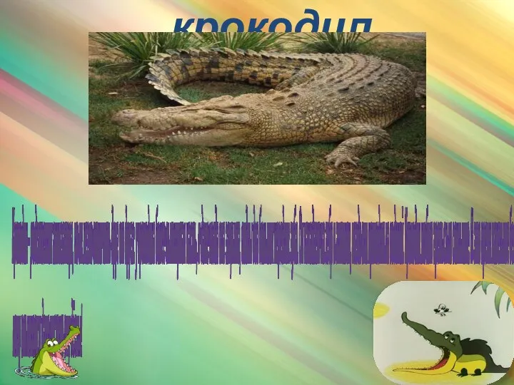 крокодил Крокодил – родственник аллигатора, но их легко отличить друг