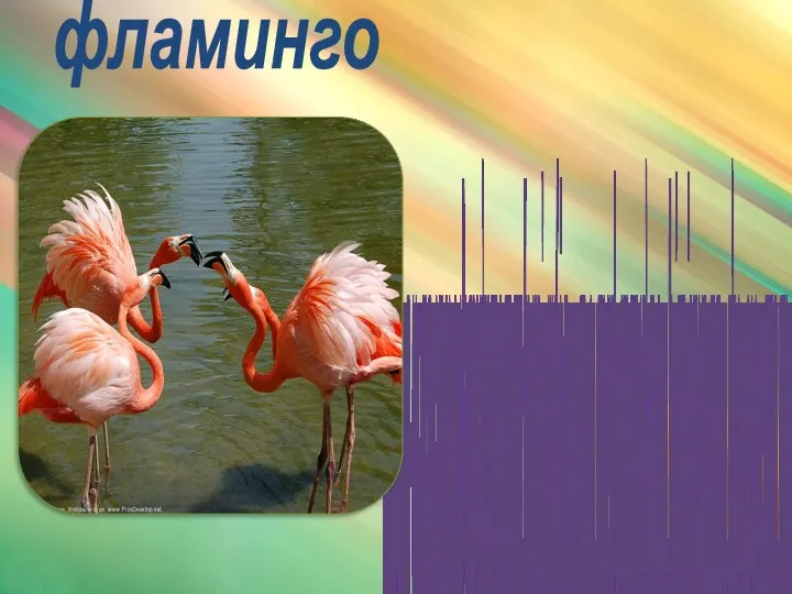 фламинго Розовый фламинго – очень красивая и элегантная птица. В высоту она достигает