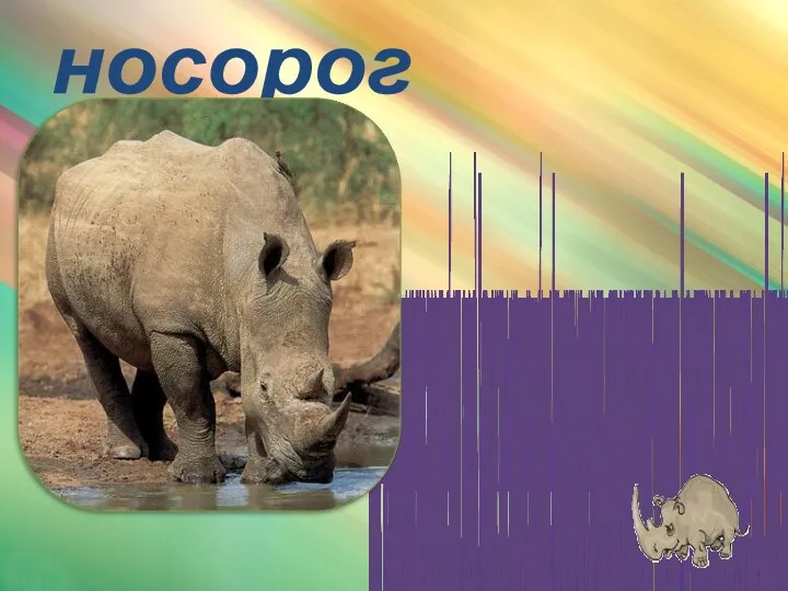 носорог Носорог – очень ловок и может нестись галопом так