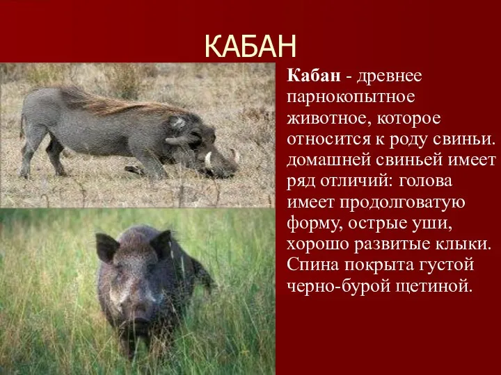 КАБАН Кабан - древнее парнокопытное животное, которое относится к роду