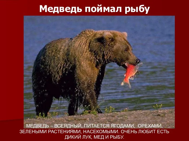 Медведь поймал рыбу МЕДВЕДЬ – ВСЕЯДНЫЙ, ПИТАЕТСЯ ЯГОДАМИ, ОРЕХАМИ, ЗЕЛЕНЫМИ