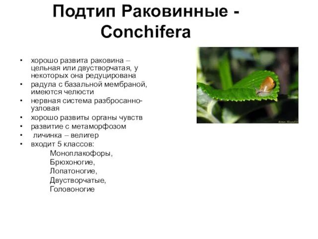 Подтип Раковинные - Conchifera хорошо развита раковина – цельная или