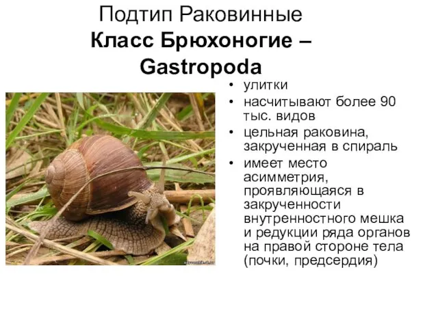 Подтип Раковинные Класс Брюхоногие – Gastropoda улитки насчитывают более 90 тыс. видов цельная