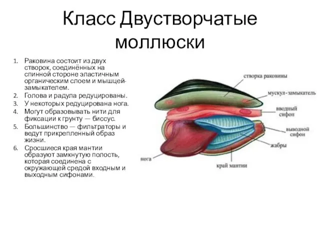 Класс Двустворчатые моллюски Раковина состоит из двух створок, соединённых на спинной стороне эластичным