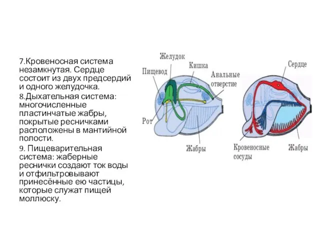 7.Кровеносная система незамкнутая. Сердце состоит из двух предсердий и одного желудочка. 8.Дыхательная система: