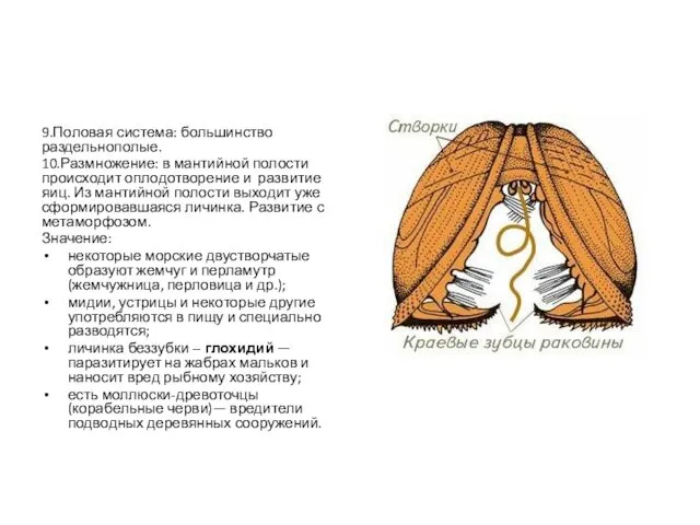 9.Половая система: большинство раздельнополые. 10.Размножение: в мантийной полости происходит оплодотворение и развитие яиц.