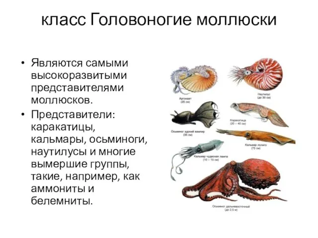класс Головоногие моллюски Являются самыми высокоразвитыми представителями моллюсков. Представители: каракатицы, кальмары, осьминоги, наутилусы