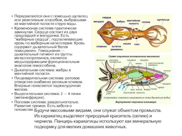 Передвигаются они с помощью щупалец или реактивным способом, выбрасывая из мантийной полости струю