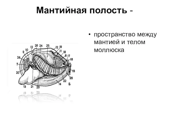 Мантийная полость - пространство между мантией и телом моллюска