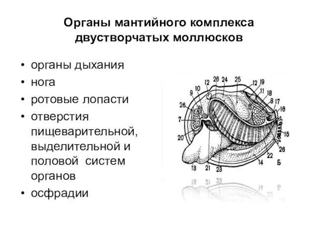 Органы мантийного комплекса двустворчатых моллюсков органы дыхания нога ротовые лопасти отверстия пищеварительной, выделительной