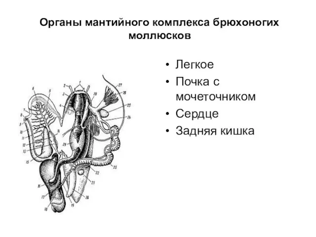 Органы мантийного комплекса брюхоногих моллюсков Легкое Почка с мочеточником Сердце Задняя кишка