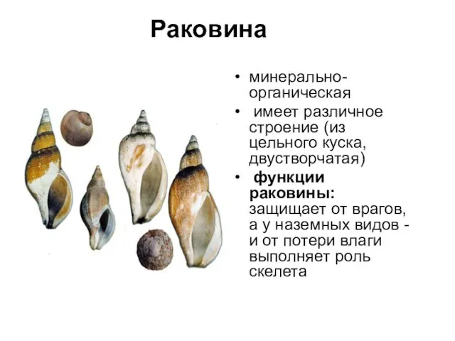 Раковина минерально-органическая имеет различное строение (из цельного куска, двустворчатая) функции раковины: защищает от