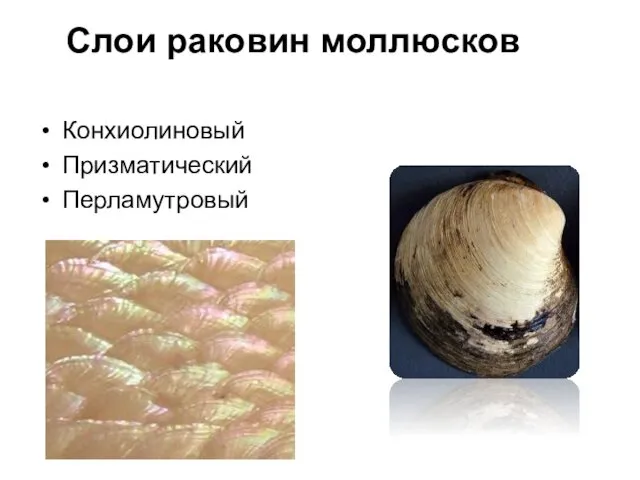 Слои раковин моллюсков Конхиолиновый Призматический Перламутровый