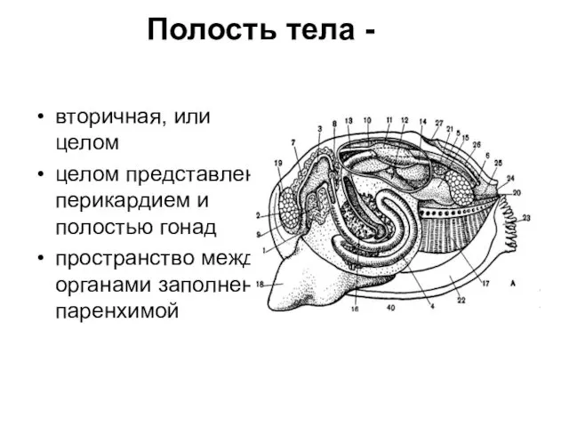 Полость тела - вторичная, или целом целом представлен перикардием и полостью гонад пространство