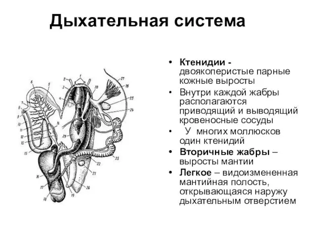 Дыхательная система Ктенидии - двоякоперистые парные кожные выросты Внутри каждой