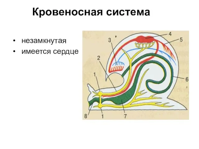 Кровеносная система незамкнутая имеется сердце