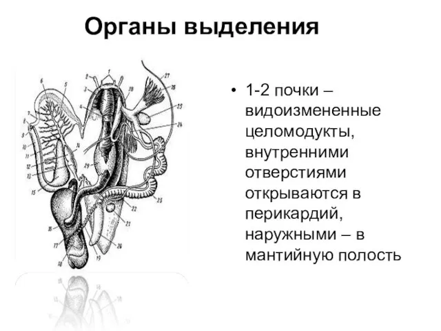 Органы выделения 1-2 почки – видоизмененные целомодукты, внутренними отверстиями открываются в перикардий, наружными