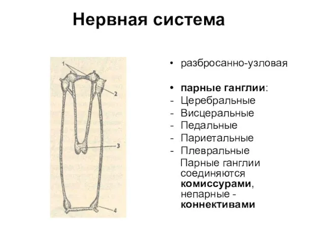 Нервная система разбросанно-узловая парные ганглии: Церебральные Висцеральные Педальные Париетальные Плевральные Парные ганглии соединяются