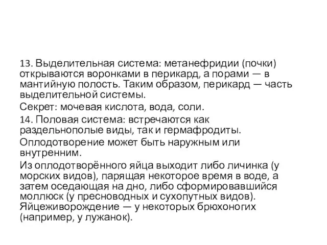 13. Выделительная система: метанефридии (почки) открываются воронками в перикард, а порами — в