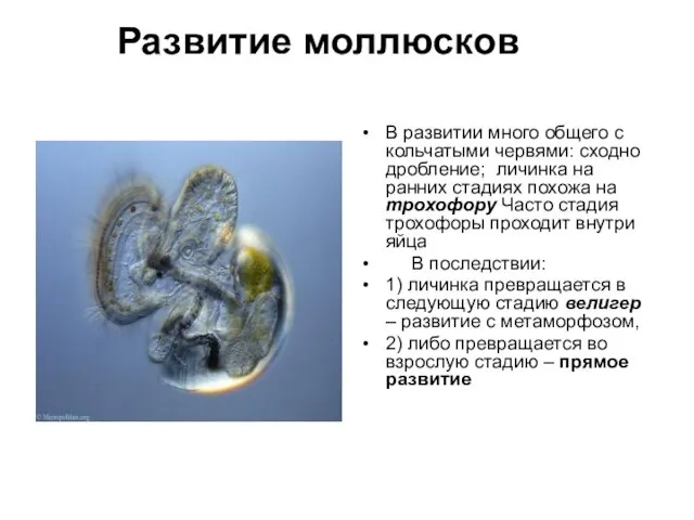 Развитие моллюсков В развитии много общего с кольчатыми червями: сходно дробление; личинка на