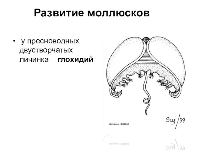 Развитие моллюсков у пресноводных двустворчатых личинка – глохидий