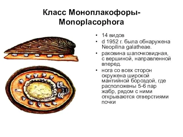 Класс Моноплакофоры- Monoplacophora 14 видов d 1952 г. была обнаружена Neopilina galatheae. раковина